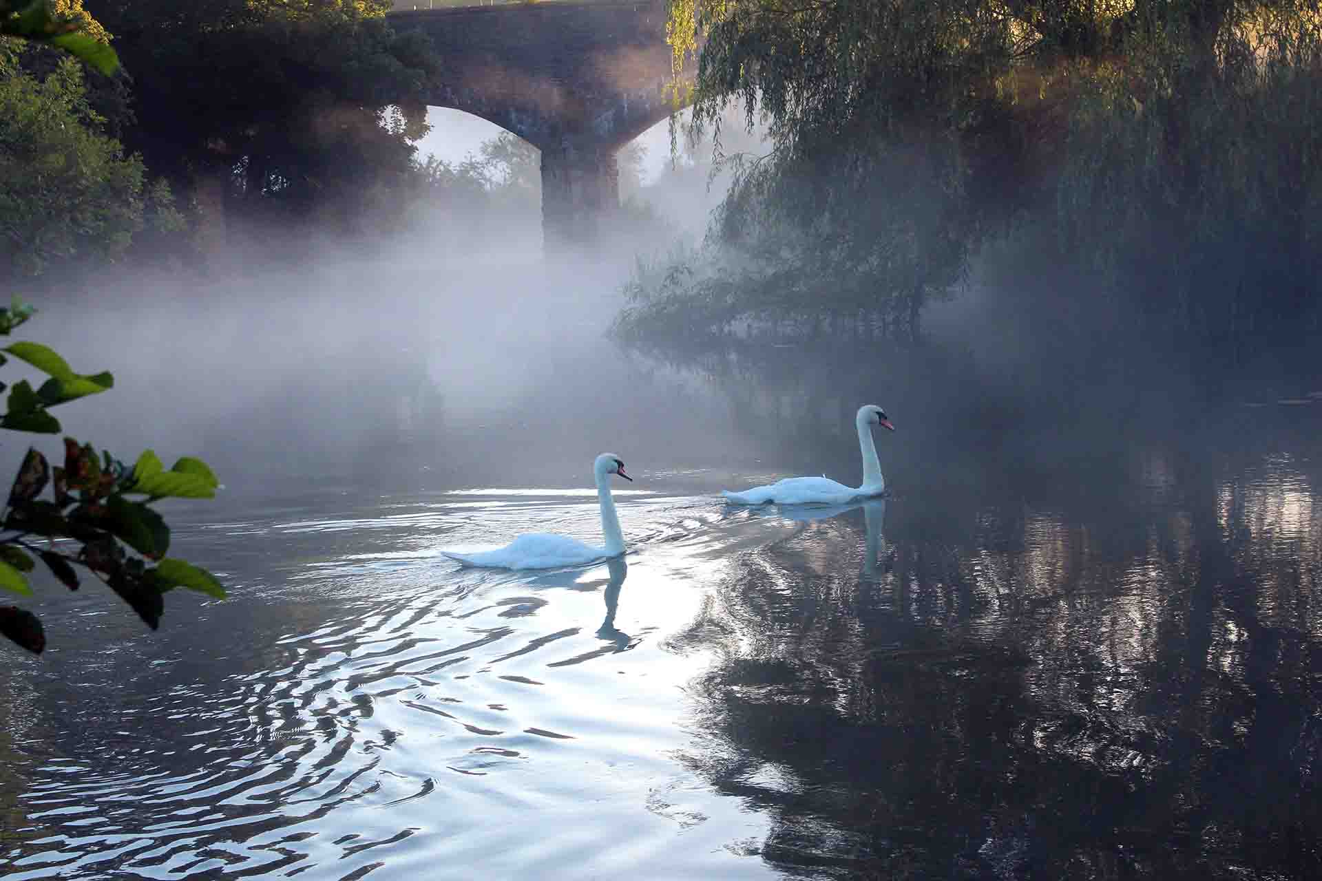 Swans By Peter Reason